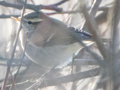 Hume's Leaf Warbler